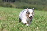 BERGER AUSTRALIEN PUPPIES 038